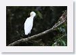 SelvaVerde - 125 * Cattle Egret * Cattle Egret